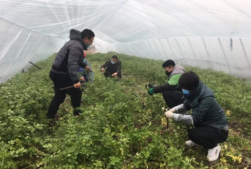 孔子文旅集團南陽湖農(nóng)場：做好防控 有序復工 維護市民“菜籃子”