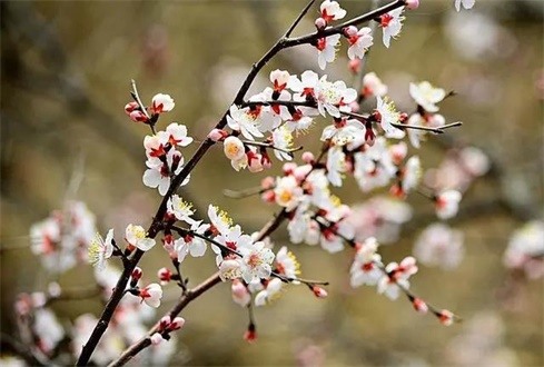 吃喝玩樂不遠(yuǎn)行，帶你一卡游濟(jì)寧！濟(jì)寧旅游惠民卡送您一個(gè)春天（附辦卡攻略）
