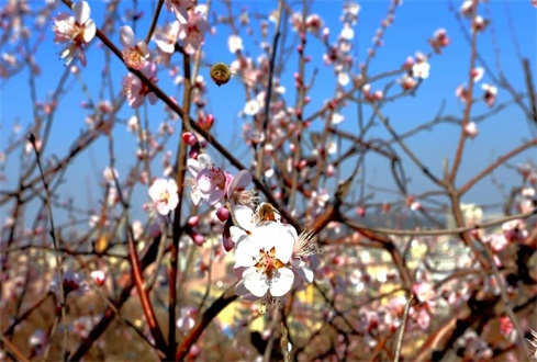 眾志成城戰(zhàn)“疫”情，校企合作“再出發(fā)”