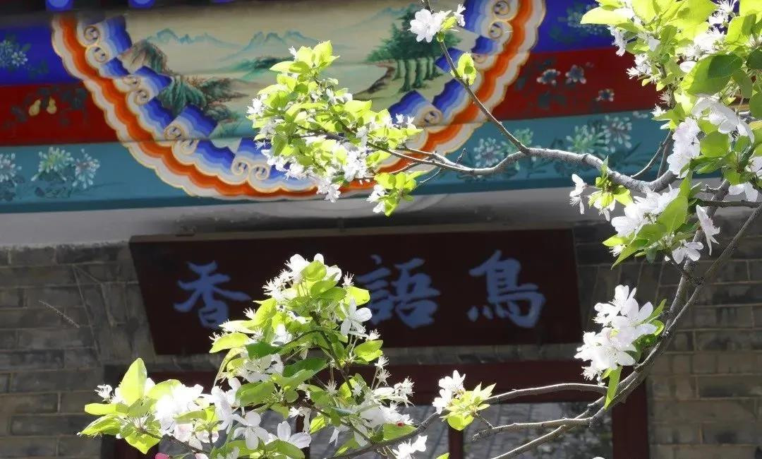 賞花地圖——最美三月天，帶你走進(jìn)濟(jì)寧的花花世界