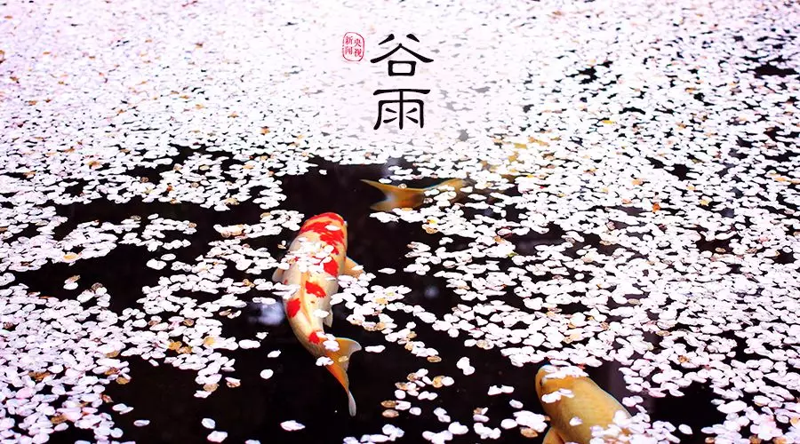 谷雨 | 春欲遠(yuǎn)，夏未至，人間最美四月天